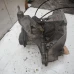 MIJENJAČ Ford Focus 2004 1.6