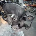 MOTOR CIJELI Škoda Octavia 1999 1.9TDI AHF