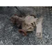 MIJENJAČ Suzuki JIMNY 2000 1.3 4WD 2951081A00