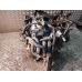 MOTOR CIJELI Seat Ibiza 2008 1.6 BTS 03C100034T