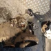 MIJENJAČ Volkswagen Golf 2006 1.9 TDI